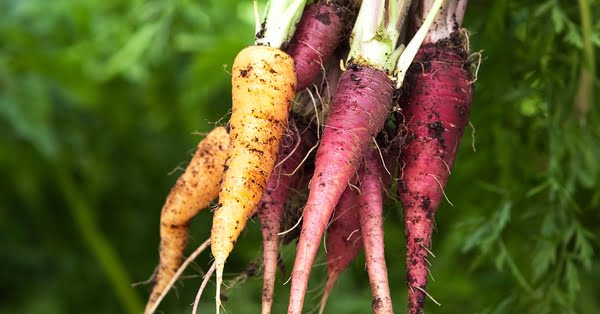 5 loại củ có sẵn trong bếp Việt giúp quét sạch mỡ máu, 'đẩy' ung thư tránh xa