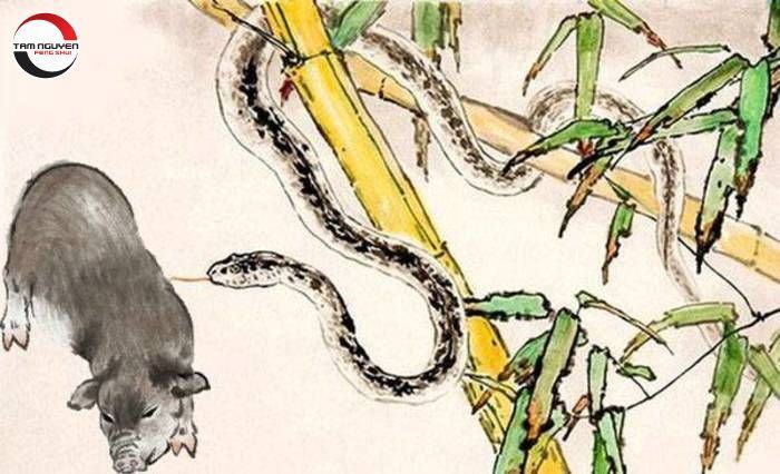 Xung khắc tuổi Tỵ - Hợi