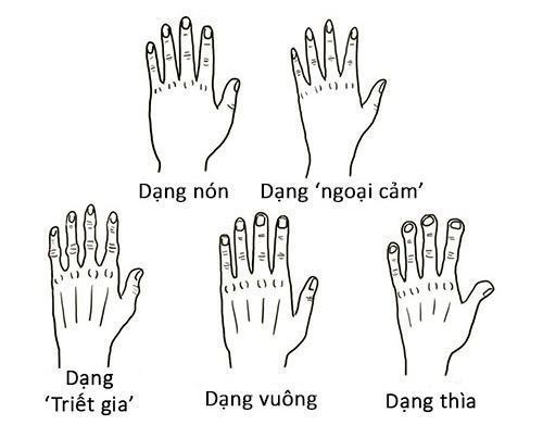 Hình dạng và độ dài ngắn của tướng bàn tay hé lộ tâm tính