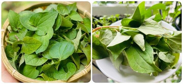 Loại rau bổ phổi mọc dại nhiều nơi ở Việt Nam