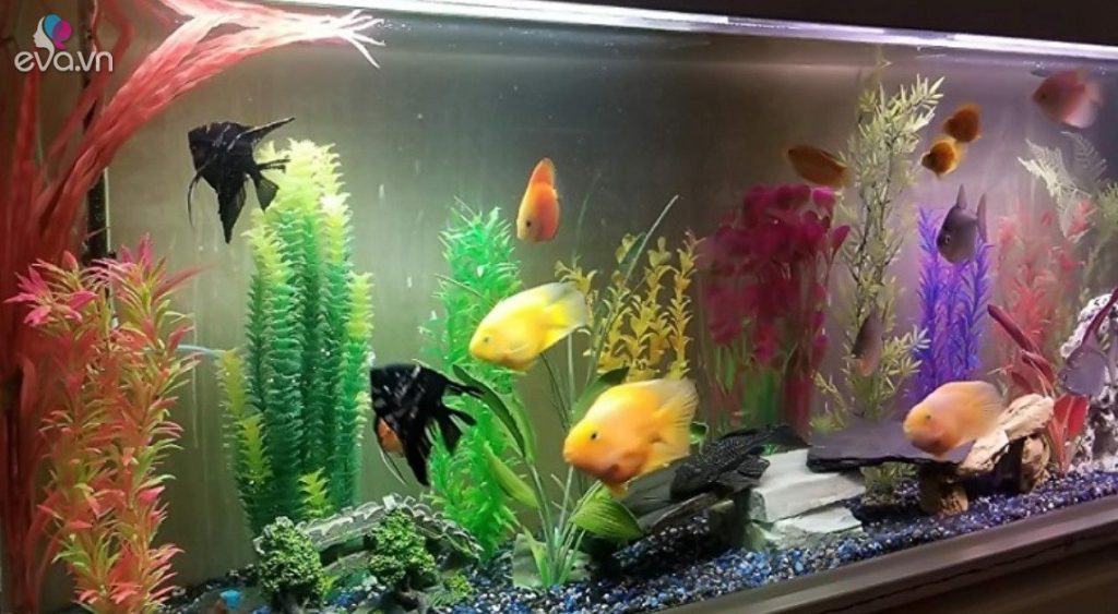 Xây bể cá cả trăm triệu bố vợ lên chơi liền bắt đập bỏ, nghe ông giải thích tôi cảm ơn rối rít