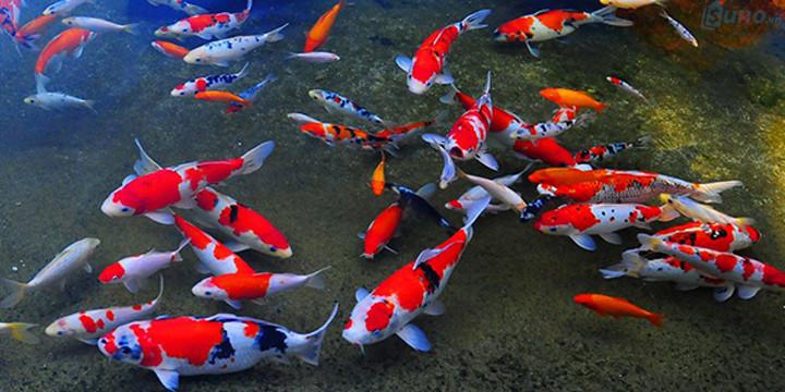 Cá phong thủy hợp mệnh, tuổi dùng để nuôi ở nhà hay văn phòng cũng là mặt hàng phong thủy khá phổ biến