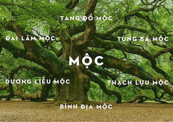 Quả cầu phong thủy mệnh Mộc tài vận sinh sôi, hanh thông, may mắn