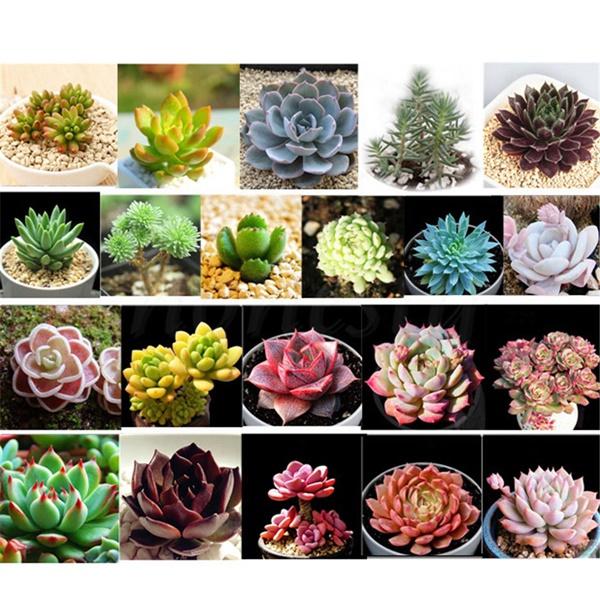 Cây sen đá trong phong thủy hợp mệnh gì, tuổi nào?