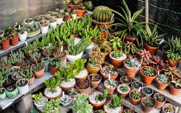 Sen đá hợp với tuổi nào trong phong thủy và có ý nghĩa gì?