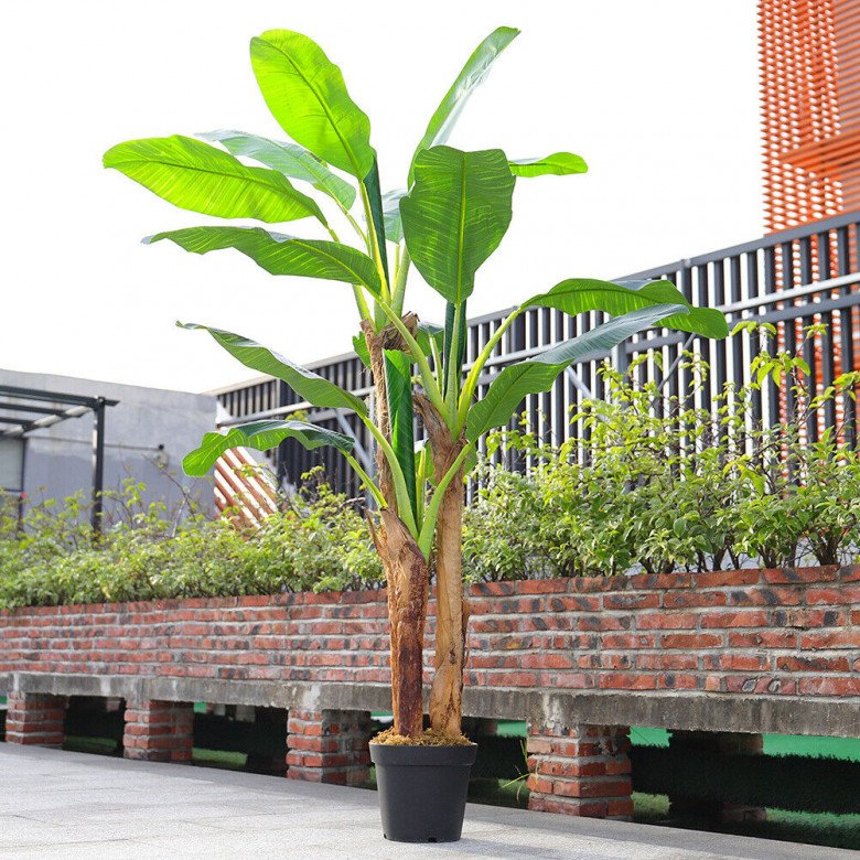 Trồng cây chuối trước nhà có được không?