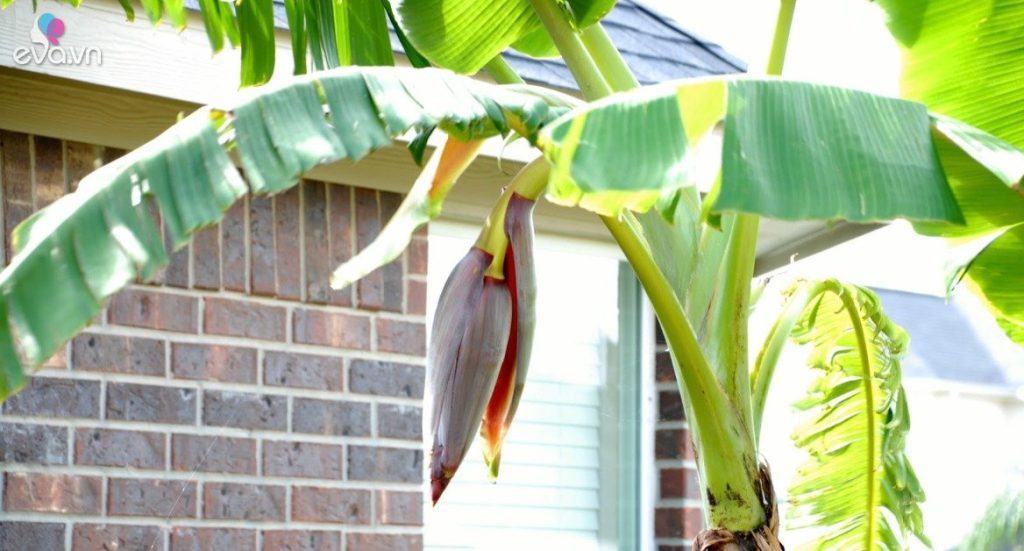 Trồng cây chuối trước nhà có được không? 10 người thì 9 người trả lời sai