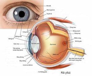 Cấu tạo mắt và cơ chế hoạt động của mắt