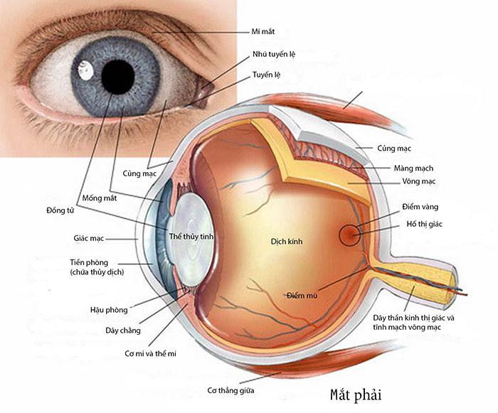 alt="Giác mạc - Bộ phận quang học chính của mắt"