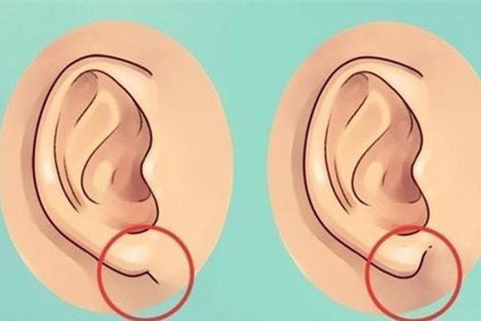 Đặc điểm nhận dạng tướng tai đón gió (chiêu phong nhĩ) và luận giải vận số