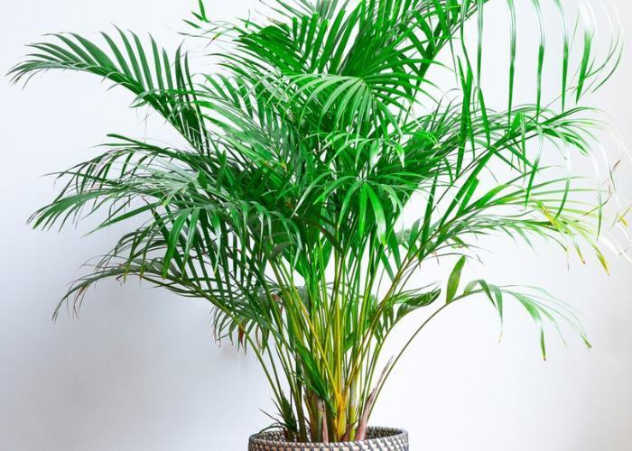 Top 20 cây phong thủy trong nhà mang lại sức khỏe, may mắn và tài lộc cho gia chủ