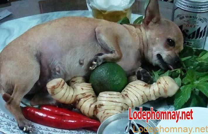 Mơ ăn thịt chó là điềm lành hay dữ? Đánh con gì để phát tài?