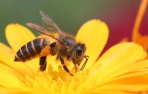 Nằm mơ thấy con ong, tổ ong là số mấy ? Là điềm báo gì ? Đánh con gì ?