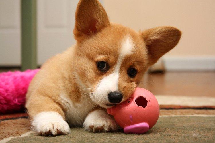 Tiết lộ bí ẩn giấc mơ: Khi bạn mơ thấy chó?