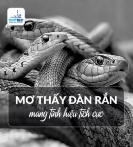 Giải mã giấc mơ thấy rắn là điềm lành hay dữ