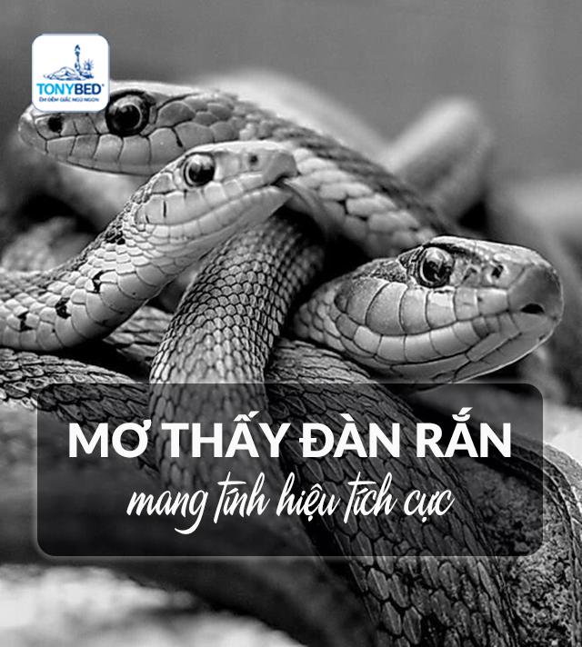 Giải mã giấc mơ thấy rắn là điềm lành hay dữ