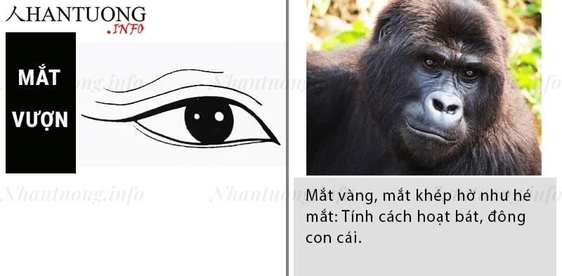 Đặc điểm nhận dạng tướng mắt vượn trong nhân tướng học