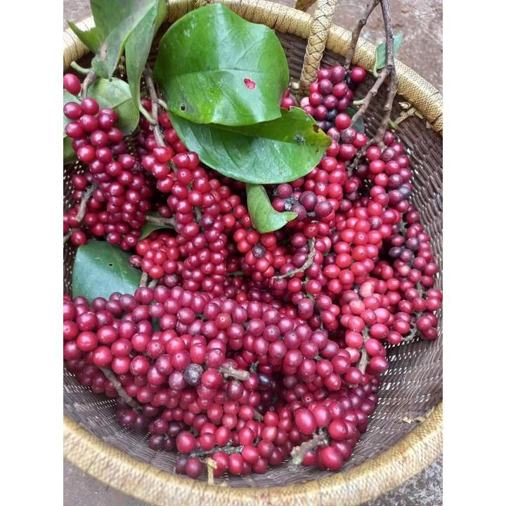 Đặc điểm phong thủy - Cách chăm sóc cây Chòi Mòi