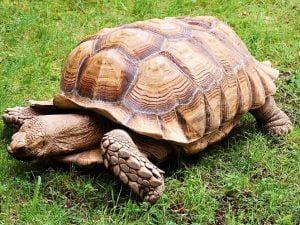 Tìm hiểu khi rùa bò vào nhà nên nuôi hay thả và tại sao?