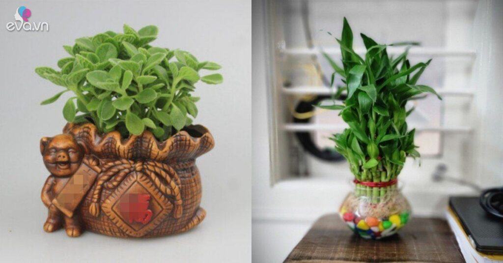 12 con giáp nên trồng cây gì trong nhà để chiêu tài đón lộc, bạn đã chọn đúng chưa?