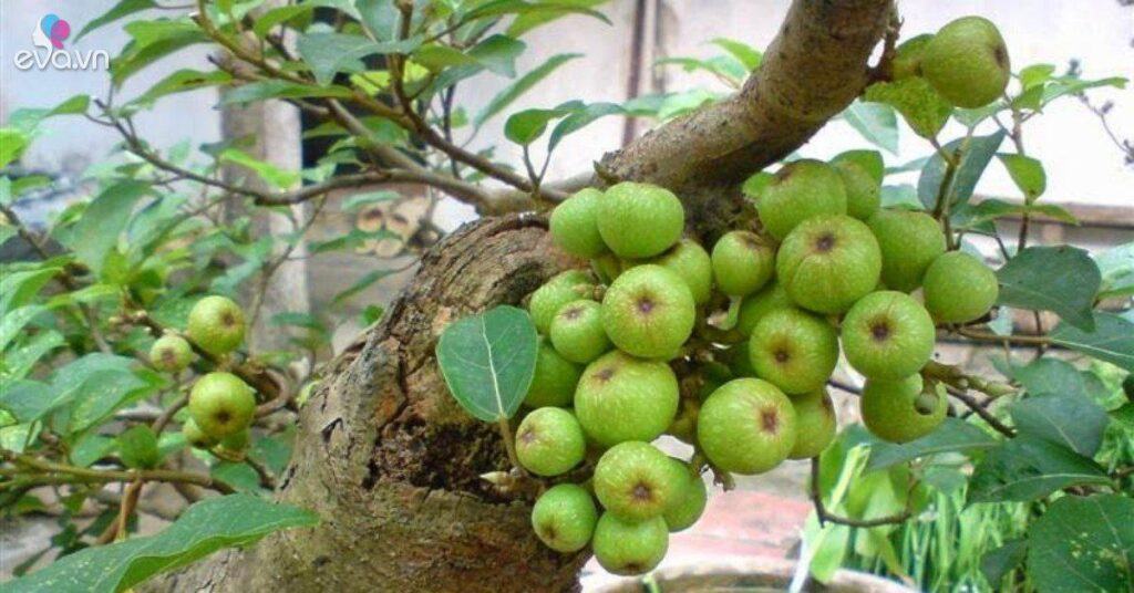 Trồng một cây sung trước nhà con cháu đời đời sung túc? Người tuổi nào hợp trồng cây sung nhất?