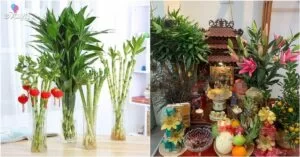 Đặt cây trúc phát tài trên bàn thờ vào dịp Tết, nhớ 2 điều này để cả năm vận đỏ như son