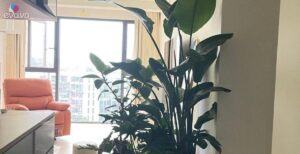 Dù nhà lớn đến mấy, mở cửa ra cũng đừng để thấy 5 thứ này