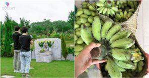 Cuối năm đi tạ mộ, tại sao không nên mang chuối ra thắp hương? Nhiều người không biết câu trả lời
