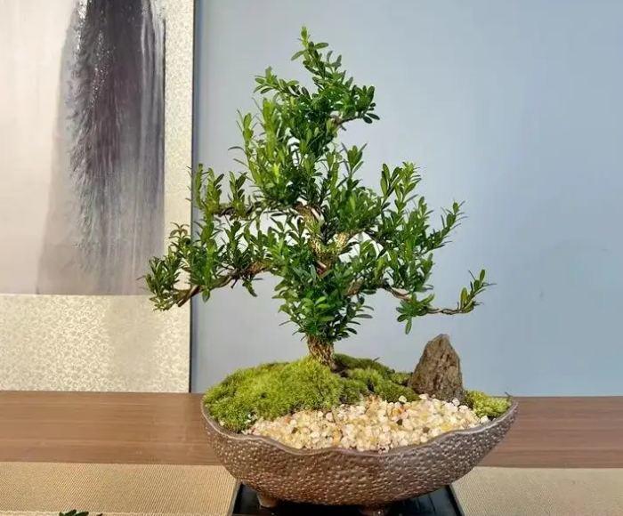 Nếu nhìn thấy 3 thứ này trong phòng khách, con cháu đời đời giàu sang - 2