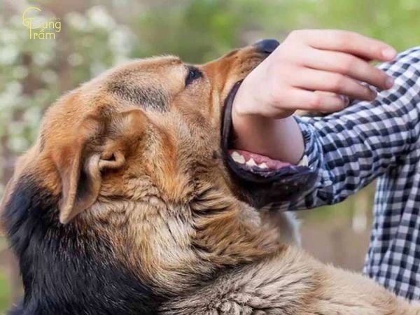 Mơ thấy Chó cắn là điềm gì? Giấc mơ mang điềm lành hay dữ?