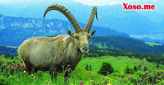 Mơ thấy con dê – Chiêm bao thấy con dê đánh con gì?