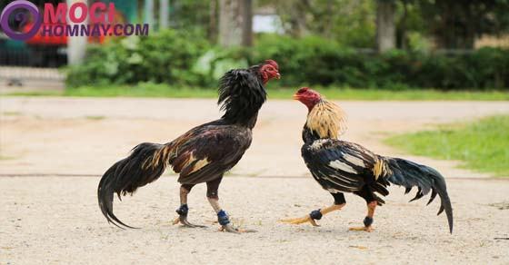 Nằm mơ thấy gà chết đánh con gì? - Ngủ mơ thấy con gà chết là điềm gì?