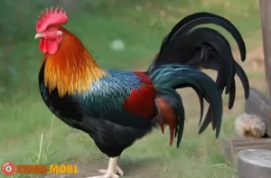 Mơ thấy gà đánh số mấy - Giải mã điềm báo mơ thấy con gà
