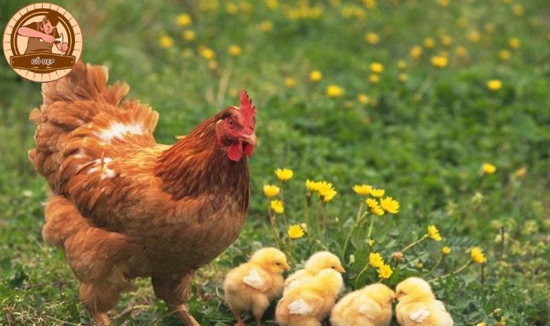 Nằm mơ gà thì nên đánh con gì? Điềm báo giấc mơ về con gà