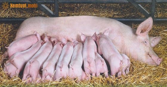 Mơ thấy lợn đẻ đánh con gì? Giải mã chiêm bao thấy heo đẻ là điềm báo gì?