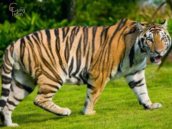 Nằm mơ thấy hổ đuổi là điềm gì? Giải mã chi tiết 2024