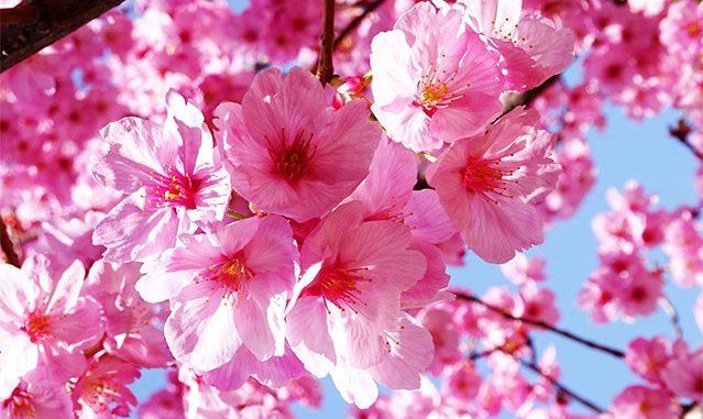 Mơ Thấy Hoa Đào Mang Lại Ý Nghĩa Gì? Nên Chọn Số Gì?