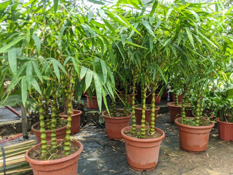 Có nên trồng cây tre, trúc trước cửa nhà? 10 người thì 9 người trả lời sai - 3