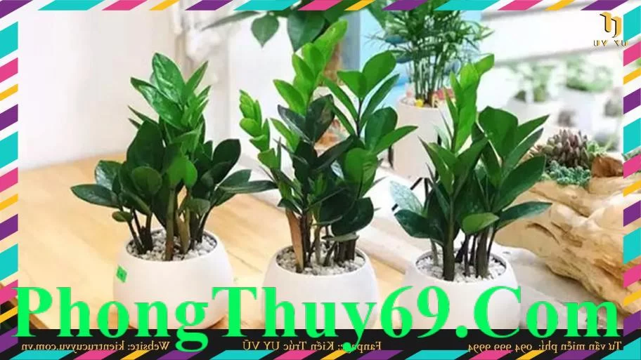 Cây kim tiền thu hút tài lộc