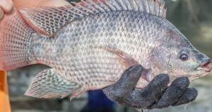 Ăn cá rô phi có bị nhiễm tồn dư hóa chất và kim loại nặng?