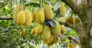 Loại quả thơm phức được ví như "kho chứa sắt" lại bổ tim, chợ Việt có cực nhiều