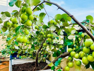 11 loại cây ăn quả thích hợp trồng trong chậu, đặt ở ban công vừa đẹp vừa có quả ăn