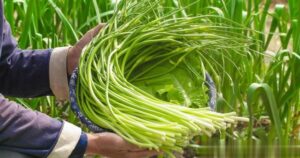 6 loại rau "không thuốc trừ sâu" tốt như nhân sâm, chợ Việt bán rất nhiều và rẻ