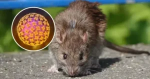 Cảnh báo nguy cơ tử vong do hantavirus lây từ chuột ở California