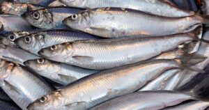 Lọai cá trích giàu omega 3 ngang cá hồi nhưng giá rẻ hơn