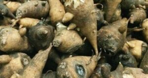 Nguy kịch sau khi ăn củ ấu tàu: Cảnh báo ngộ độc aconitin