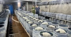 Cảnh báo sức khỏe về giá đỗ sử dụng hóa chất độc hại tại Lào Cai