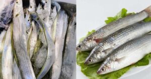 Chọn mua cá an toàn: Tránh 3 lọai cá độc hại và 4 lọai cá bổ dưỡng