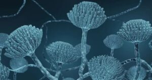Nguy cơ từ nấm Aspergillus: Đe dọa sức khỏe con người trong tương lai