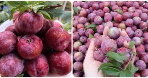 Những người nên hạn chế ăn mận để bảo vệ sức khỏe